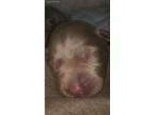 Labrador Retriever Puppy for sale in Centreville, MS, USA