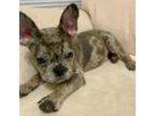 French Bulldog Puppy for sale in Newnan, GA, USA