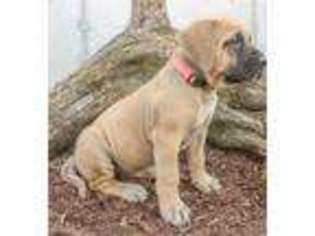 Mastiff Puppy for sale in Bird In Hand, PA, USA