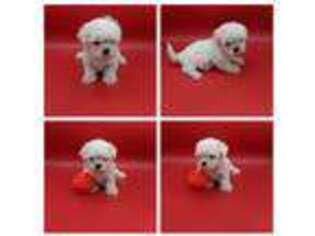 Mal-Shi Puppy for sale in Mount Airy, NC, USA