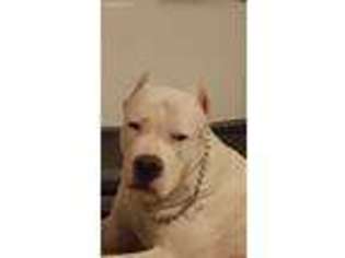 Dogo Argentino Puppy for sale in Laveen, AZ, USA