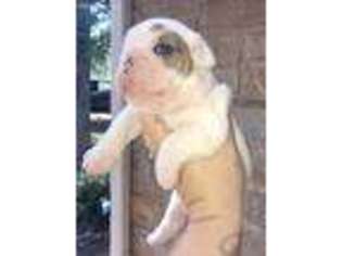 Bulldog Puppy for sale in Salado, TX, USA