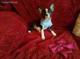 Boston Terrier Puppy for sale in Philo, OH, USA