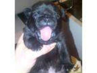Pug Puppy for sale in UNION GROVE, WI, USA