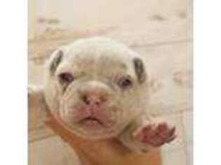 French Bulldog Puppy for sale in Poplarville, MS, USA