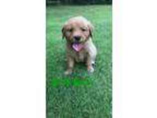 Golden Retriever Puppy for sale in Kathleen, GA, USA