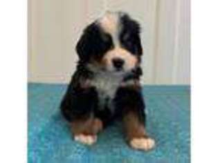 Bernese Mountain Dog Puppy for sale in Stillwater, OK, USA