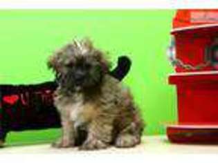 Shorkie Tzu Puppy for sale in Chillicothe, OH, USA