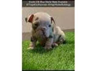 Bulldog Puppy for sale in Stockton, CA, USA