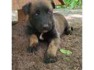 Belgian Malinois Puppy for sale in Nantucket, MA, USA