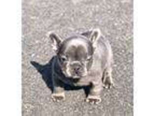 French Bulldog Puppy for sale in Uniondale, NY, USA