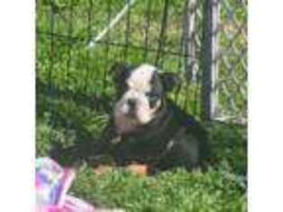 Bulldog Puppy for sale in Mount Sterling, KY, USA