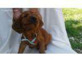 Irish Setter Puppy for sale in Fairhaven, MA, USA