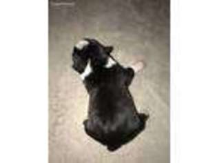 Boston Terrier Puppy for sale in Roy, WA, USA