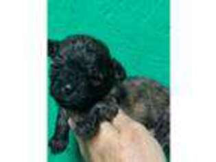 Mal-Shi Puppy for sale in Eastman, GA, USA