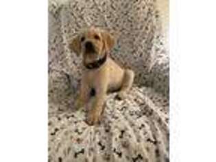 Labrador Retriever Puppy for sale in Ballinger, TX, USA