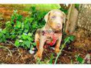 Doberman Pinscher Puppy for sale in CAMPOBELLO, SC, USA