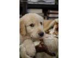 Golden Retriever Puppy for sale in Frisco, TX, USA