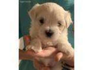 Maltese Puppy for sale in Amity, AR, USA