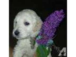 Goldendoodle Puppy for sale in VANCOUVER, WA, USA