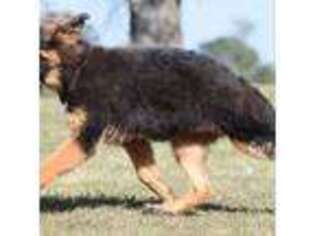 German Shepherd Dog Puppy for sale in Morrilton, AR, USA