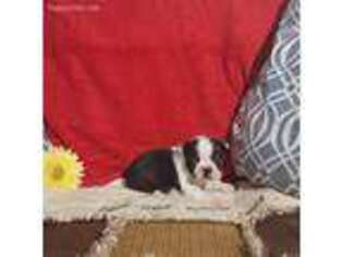 Boston Terrier Puppy for sale in Sullivan, IL, USA