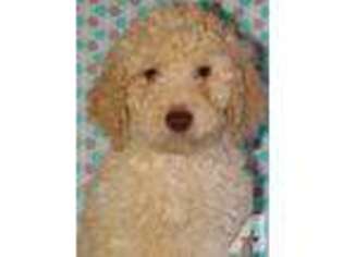 Labradoodle Puppy for sale in LA HABRA, CA, USA