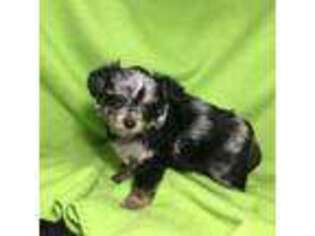 Chihuahua Puppy for sale in Chiefland, FL, USA