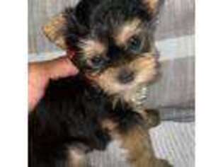 Yorkshire Terrier Puppy for sale in Fresno, CA, USA