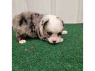 Miniature Australian Shepherd Puppy for sale in Buffalo, MO, USA