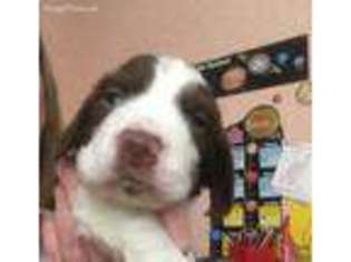 English Springer Spaniel Puppy for sale in Tampa, FL, USA