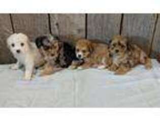 Mutt Puppy for sale in Hurricane, WV, USA