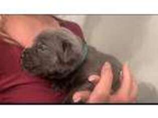 Cane Corso Puppy for sale in Naples, FL, USA