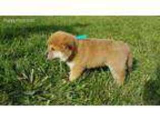 Shiba Inu Puppy for sale in Polson, MT, USA