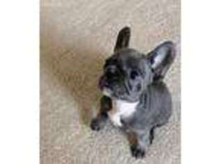 French Bulldog Puppy for sale in Grand Forks, ND, USA