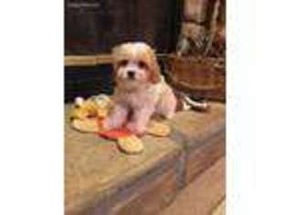 Cavachon Puppy for sale in Liberty, MS, USA