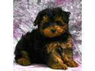 Yorkshire Terrier Puppy for sale in Northwood, NH, USA