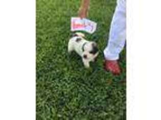 Saint Bernard Puppy for sale in Jamesville, NC, USA