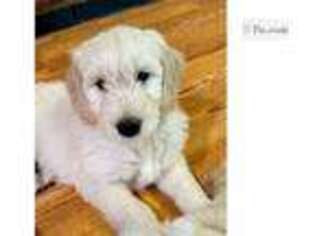 Goldendoodle Puppy for sale in Richmond, VA, USA