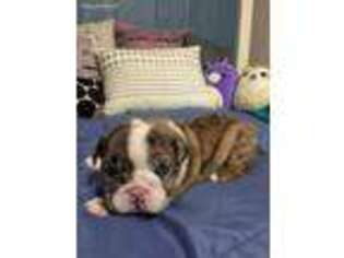 Bulldog Puppy for sale in Walnut Cove, NC, USA