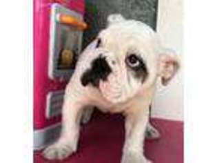 Bulldog Puppy for sale in Orlando, FL, USA