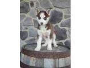 Siberian Husky Puppy for sale in Grabill, IN, USA