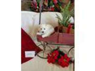 American Eskimo Dog Puppy for sale in Bloomfield, IA, USA