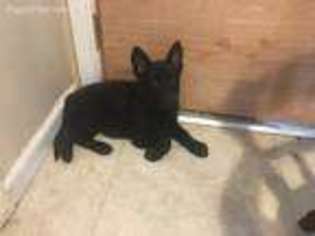 German Shepherd Dog Puppy for sale in Southington, CT, USA