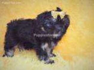 Shorkie Tzu Puppy for sale in Brashear, TX, USA