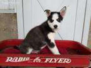 Siberian Husky Puppy for sale in Lovington, IL, USA