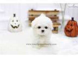 Bichon Frise Puppy for sale in Albany, NY, USA