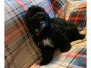 Mutt Puppy for sale in Ackworth, IA, USA
