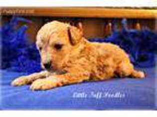 Mutt Puppy for sale in Milton, WV, USA