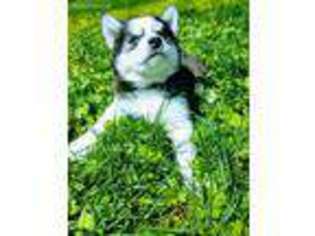 Siberian Husky Puppy for sale in King Of Prussia, PA, USA